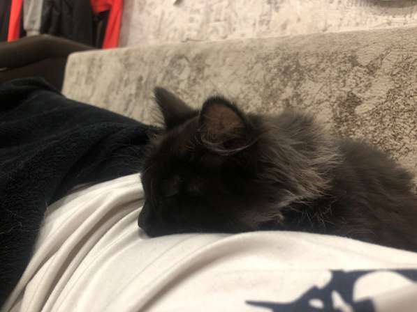 Котенок в Красноярске фото 3