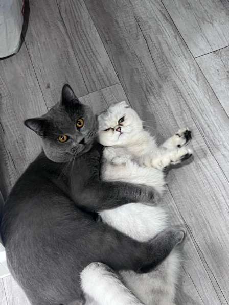 Котята Скоттиш Страйт