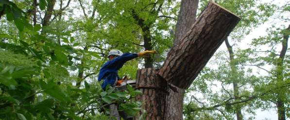 Спилим деревья любой сложности в любых условиях в Брянске
