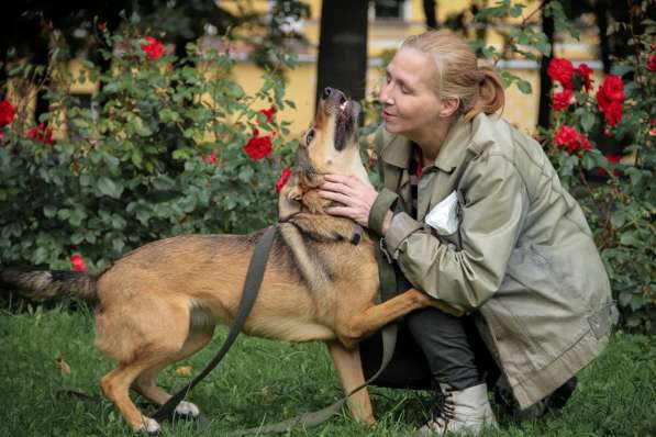 Очаровательная собачка компактного размера в Санкт-Петербурге фото 10