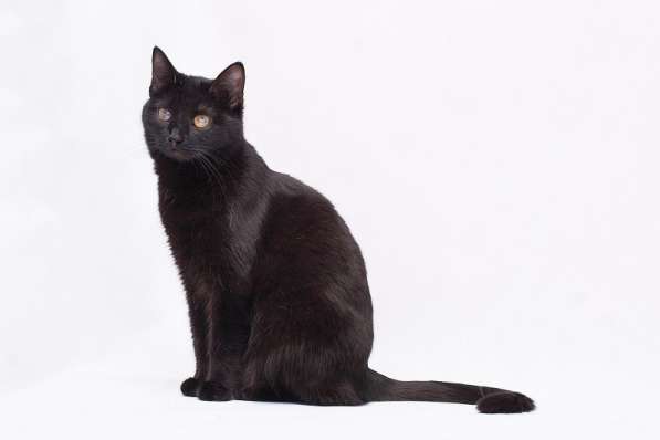 Кошечка Жужа ищет родителей! в Москве фото 15