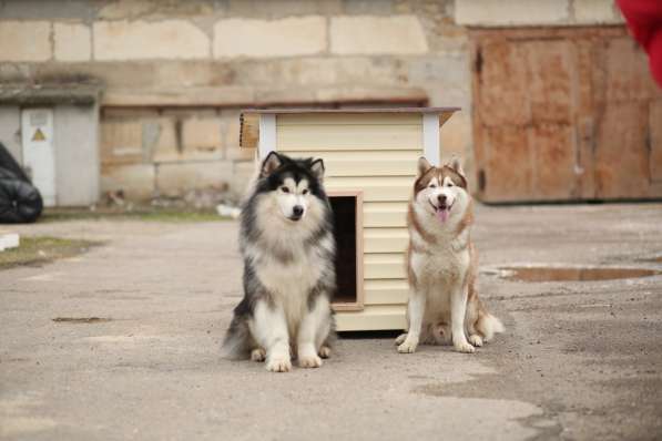 Аренда собаки для фотосессий в Севастополе
