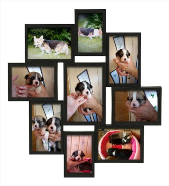 Вельш Корги Пемброк в Челябинске фото 3