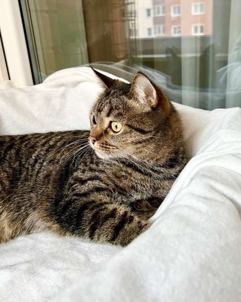 Кот Оскар - полосатое глазастое счастье в добрые руки в Москве фото 7