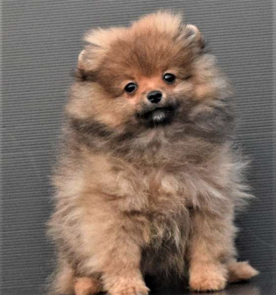 Лапочка в Одинцово фото 16