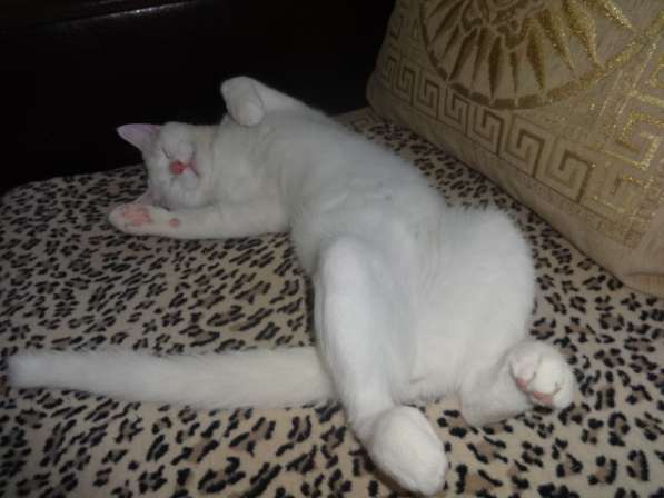 Белый голубоглазый котик с документами в фото 4