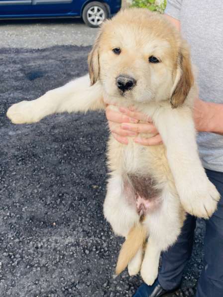 Щеночки помесь бурят-монгольского волкодава в добрые руки в Москве фото 7