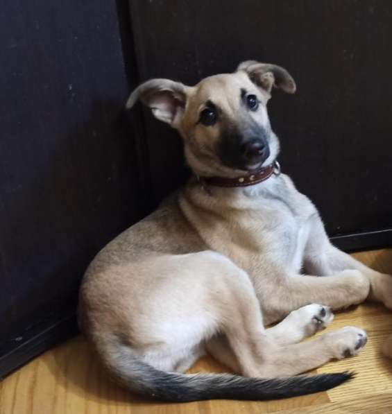 Керри ищет дом! в Москве фото 4