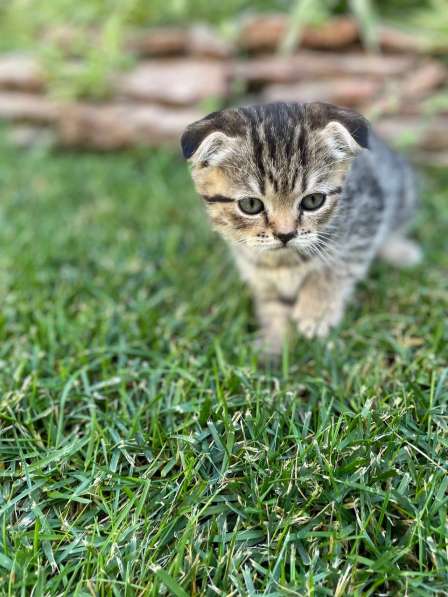Шикарный котенок, 1,5 месяца, от правильной вязки в фото 3