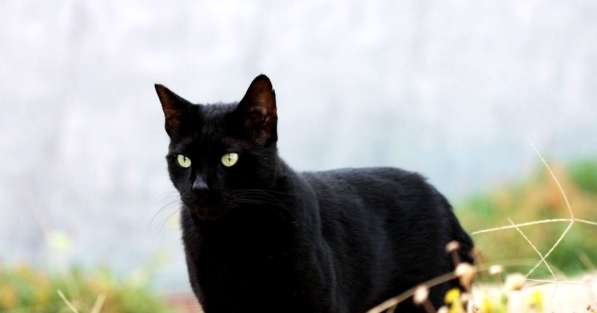 Черная кошка в хорошие руки в фото 3