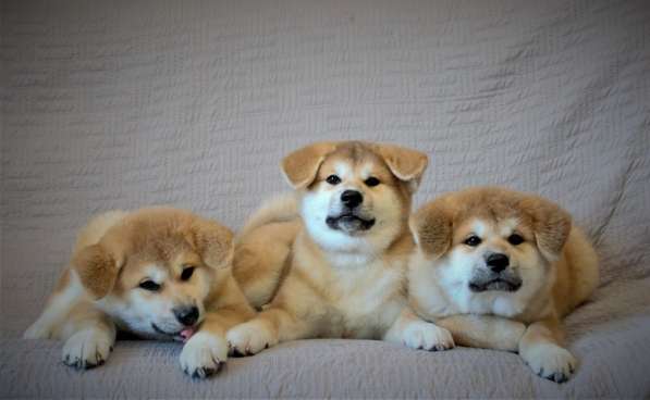 Щенки Акита-ину в Москве фото 13