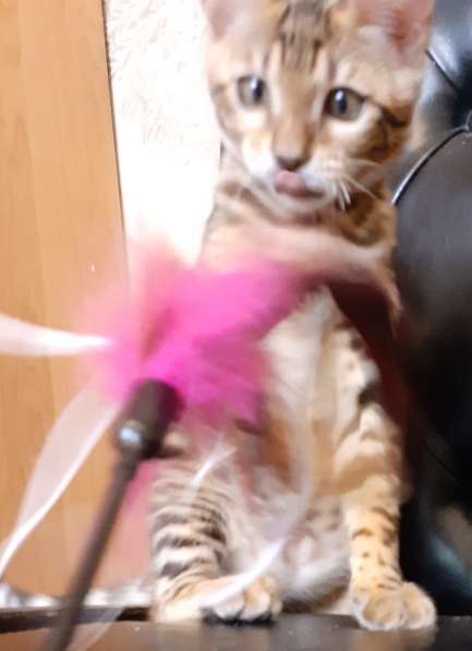 Бенгальская девочка в Москве фото 3