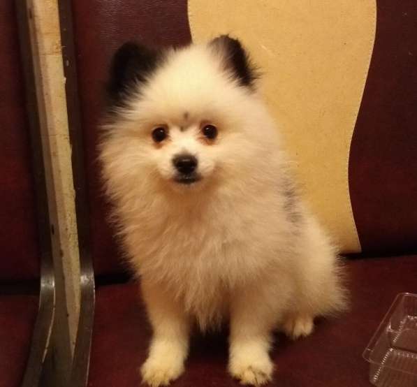 Цветные шпицы редкие окрасы в Москве фото 7