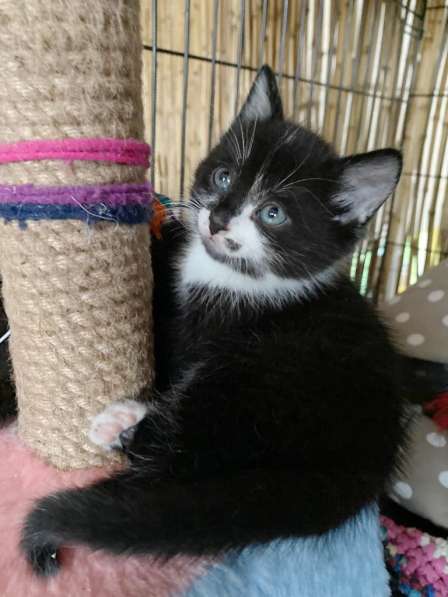 Озорной котёнок Том ищет дом в Санкт-Петербурге фото 7