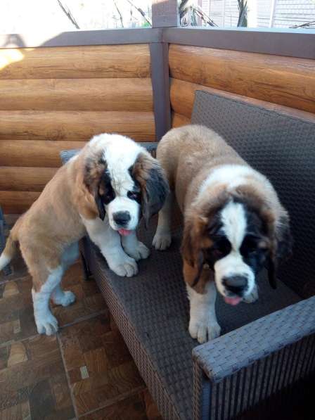 Щенки сенбернара в фото 118
