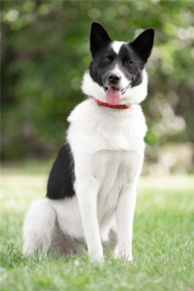 Красивый пёс Рэнди в добрые руки! в Москве фото 39