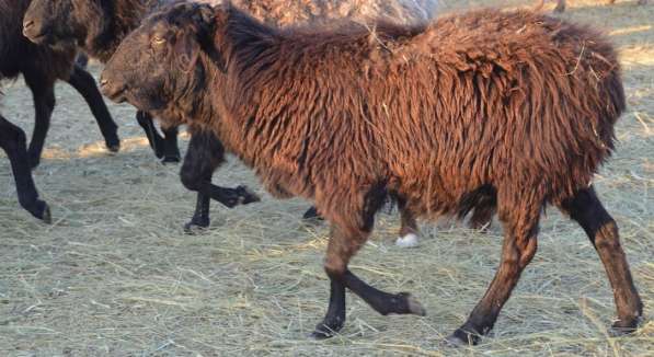 Племенные овцы породы Эдильбаевская (из Европы класса Элита) в фото 9