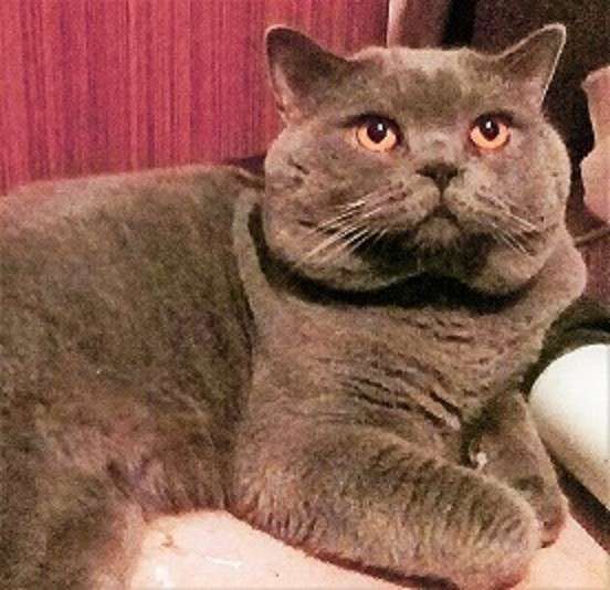 Вязка : Опытный Шотландский кот-Красавец.кот на вязку в Москве фото 10