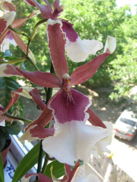 Продам орхидеи цветущие и не цветущие в фото 17