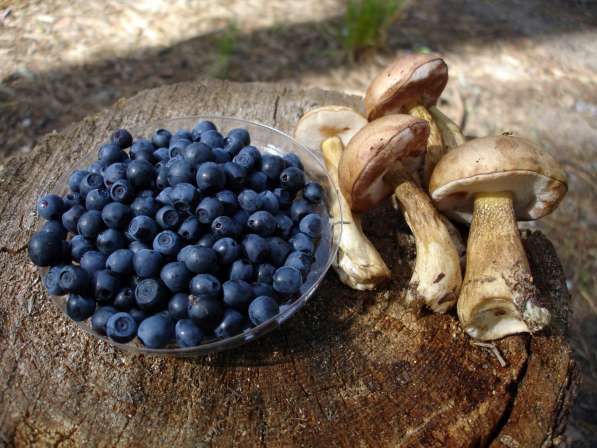 Туристский палаточный лагерь в Орле