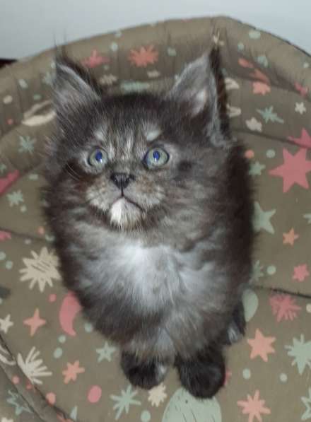 Котята Мейн-кун метисы в Наро-Фоминске фото 26