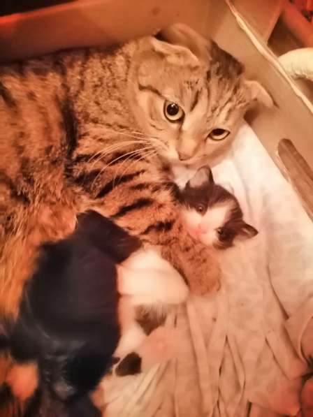 Котята в Новосибирске фото 24