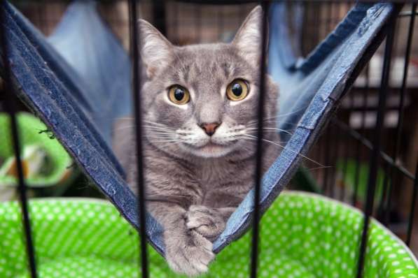 Трогательный Эрик в поисках дома в Москве фото 4