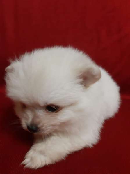 Шпиц мальчик в Москве фото 4