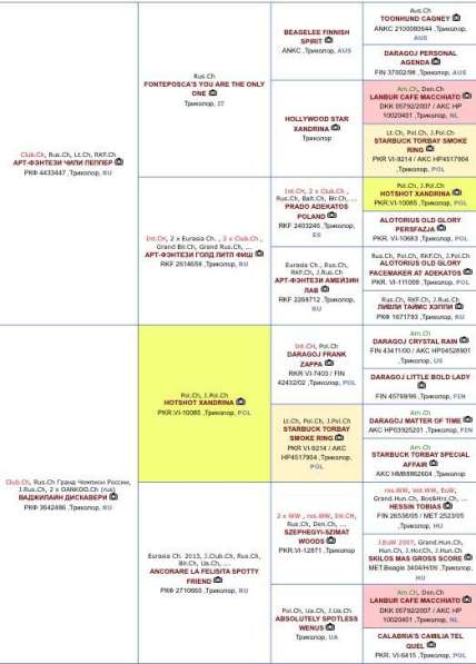 Щенки бигля. Питомник биглей БЕВАН-ДО (РКФ) в Москве