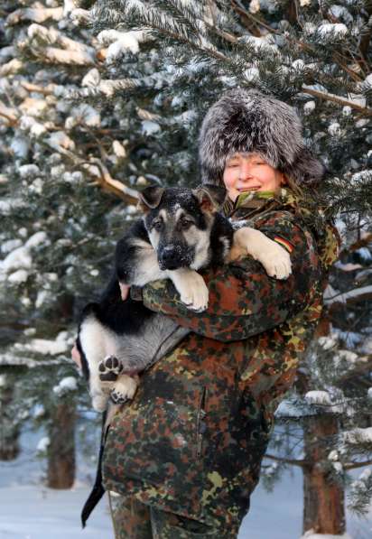Щенков, собак породы восточноевропейская овчарка в Москве фото 17
