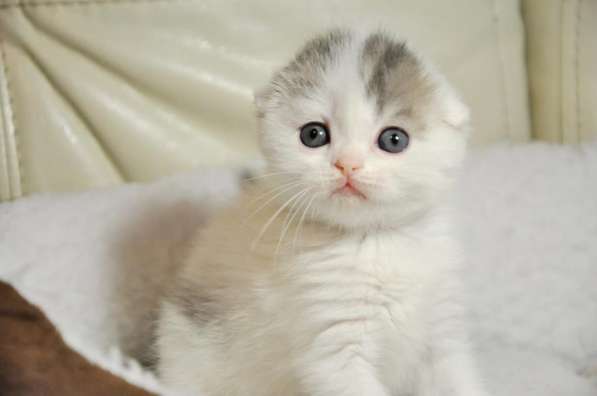Шикарные котята скоттиш-фолд в Екатеринбурге фото 6