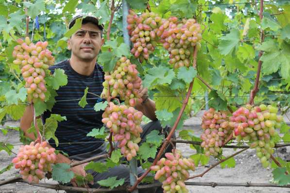 Саженцы винограда, только лучшие, элитные сорта в Белгороде фото 5