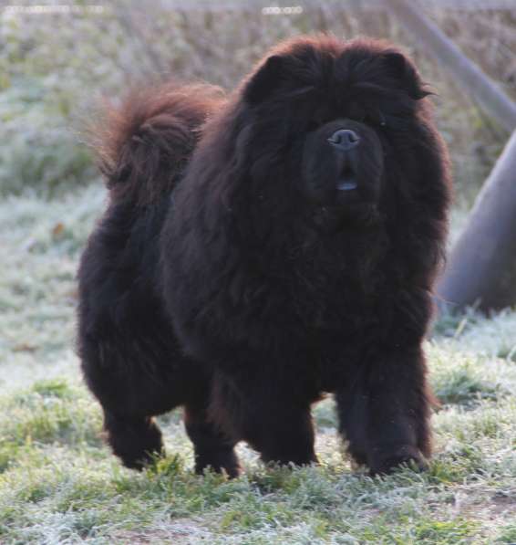 Щенки Чау-чау в Москве фото 15