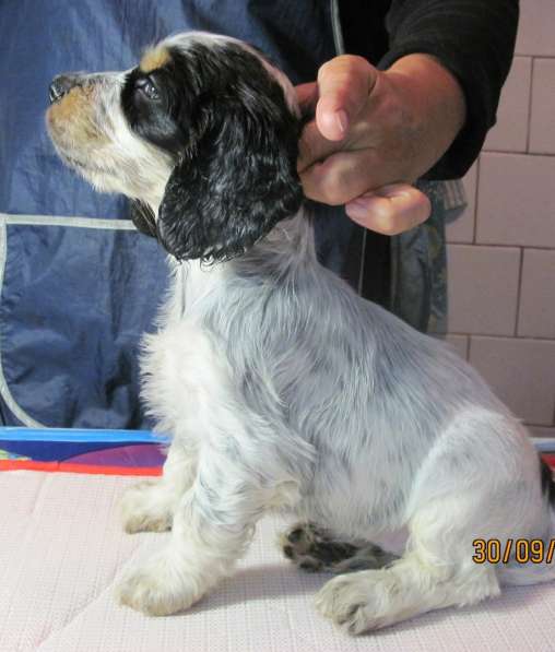 English cocker spaniel в Брянске фото 6