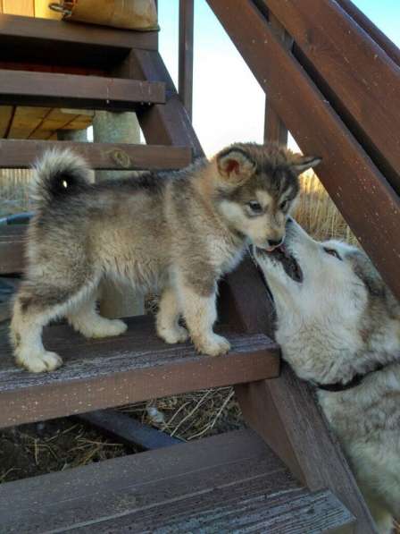 Продам щенков Аляскинского маламута в Красноярске фото 6