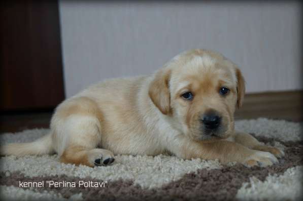 Щенки лабрадора ретривера от чемпионов! в фото 17