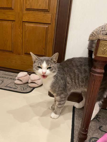 Шебик ласковый и красивый котик ищет дом! в Москве фото 3