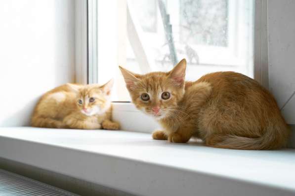 Супер ласковый 3 мес котенок Апельсин ищет дом! в Москве фото 4