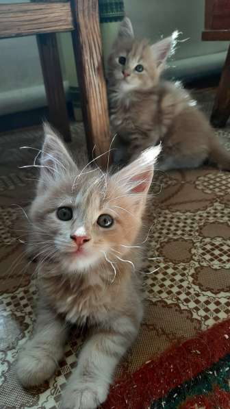 Котята Мейн-кун в Тольятти фото 10