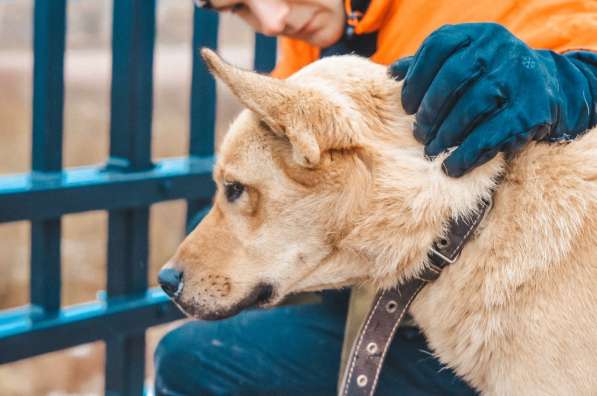 Нежный пес с золотой шерстью ищет дом в Санкт-Петербурге фото 4