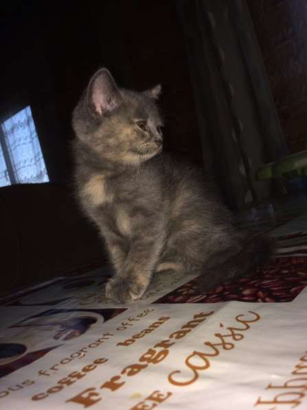 Британские полукровки в Самаре фото 6