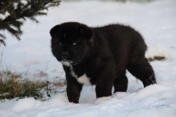 Чистокровные щенки Американской Акиты в Москве фото 6