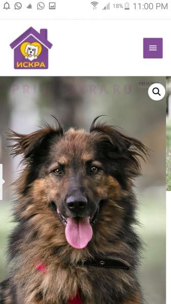 Харди мечтает о доме и любящем хозяине