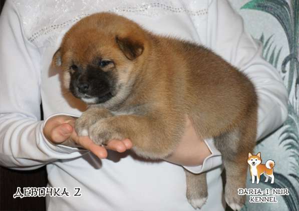 Сибушки-малыши, для лучшей семьи, отличное выращивание в Анапе фото 9