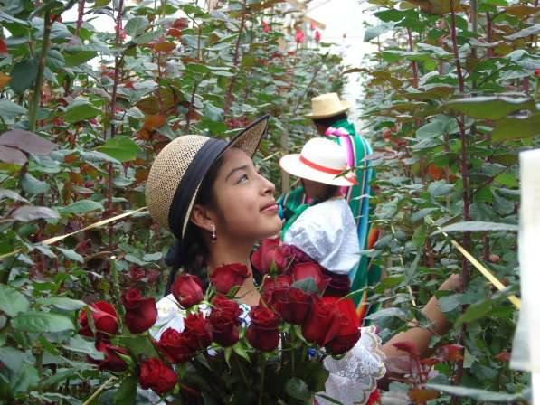 Розы из Эквадора оптом в 