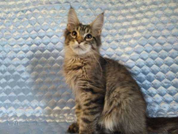 Котики из питомника в Екатеринбурге фото 10