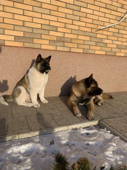 Акита в Ростове-на-Дону фото 52
