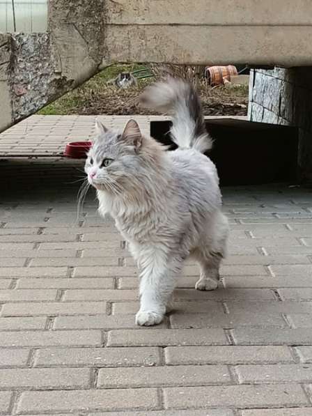 Домашняя кошечка Василиса, преданная хозяевами, ищет дом в Москве фото 6