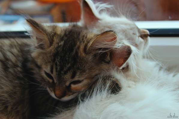 Котята сибирской породы в Петрозаводске фото 4