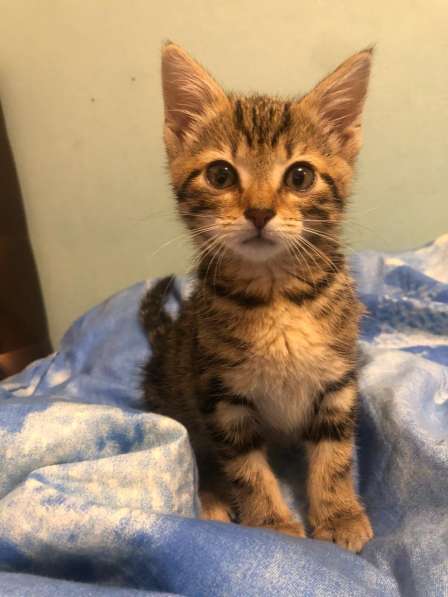 Котенок ищет дом! в Санкт-Петербурге фото 6